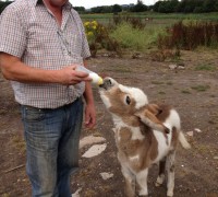 Tom feeding Freddie
